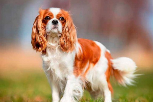 Kralj charles spaniel - pasme
